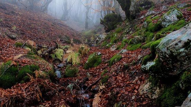 El hayedo de La Pedrosa, en noviembre de 2013