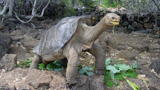 Solitario George, la última tortuga gigante de las Islas Galápagos llega a Nueva York