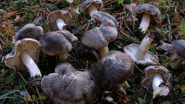 «La cocorra» es el nombre que se le da en Motilla del Palancar al Tricholoma terreum