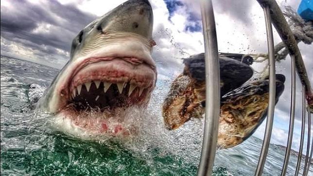 Así de espectacular es el ataque de un tiburón blanco