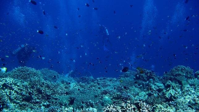 La acidificación de los océanos puede acarrear un billón de dólares en pérdidas cada año hasta finales de siglo