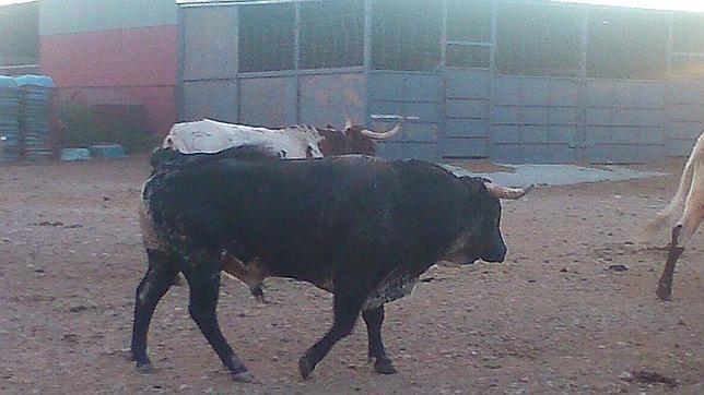 «Quejoso» disfrutará de un harén de 50 vacas la próxima primavera