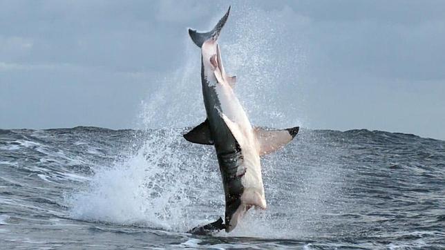 Cómo es el ataque de un tiburón blanco, en nuevas y sorprendentes imágenes