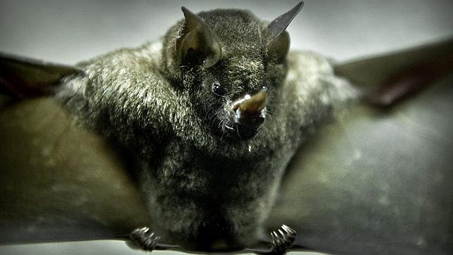 Murciélagos: peligro, ébola