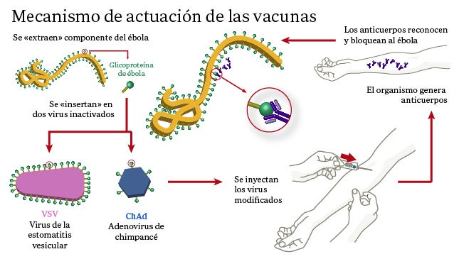 Sin vacuna para el ébola hasta el 2015