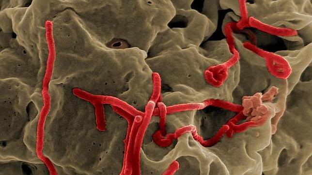 Lavarse las manos puede ayudar a impedir el contagio con el virus (en rojo en la imagen)