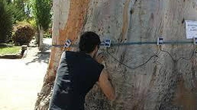 Instalación de un tomógrafo en torno al tronco de un árbol