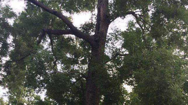 Ejemplar de falsa acacia