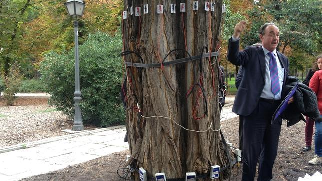 Seis medidas para detectar si los árboles del Retiro están dañados
