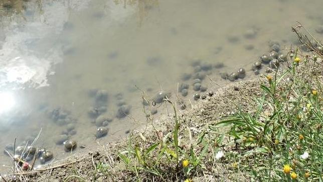 Un caracol pone en jaque los arrozales del Ebro