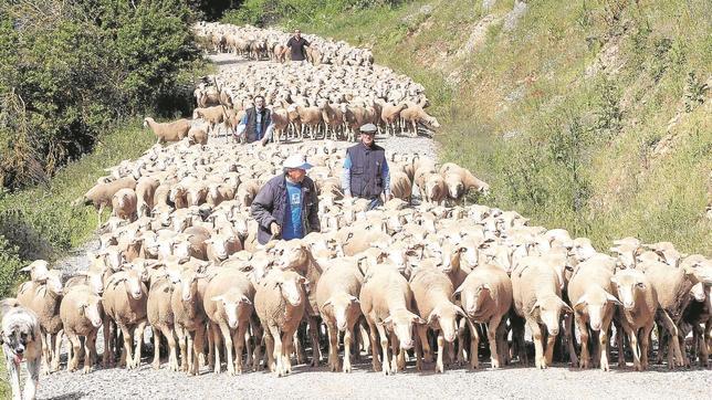 La falta de previsión de la Junta deja a Córdoba sin vacunas para la lengua azul