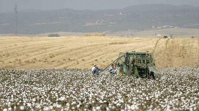 La producción algodonera cae un 20 por ciento por las lluvias