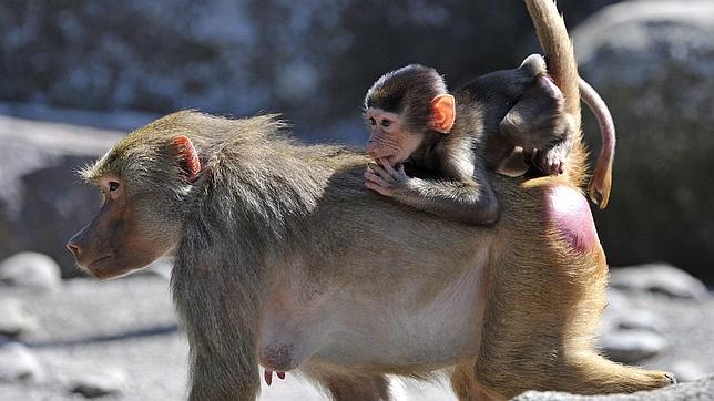 El «Robinson» primate del río Zambeze