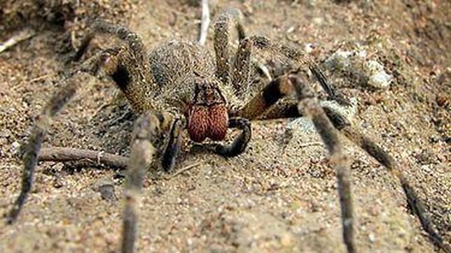 Encuentra a la araña más peligrosa del mundo en un paquete de plátanos