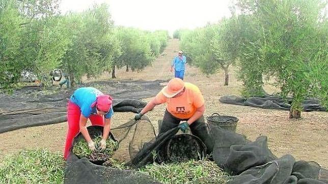 Nace la «fiesta del primer aceite» de Jaén