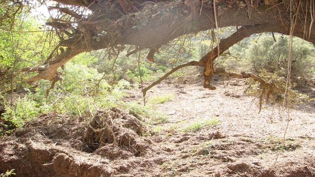 Medio Ambiente emitió dos certificados contradictorios sobre la finca