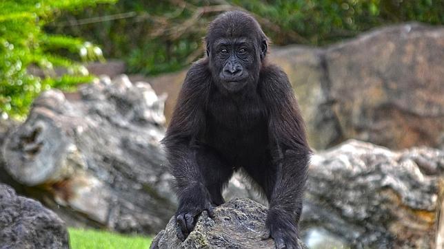 El primer gorila nacido en Bioparc Valencia cumple dos años