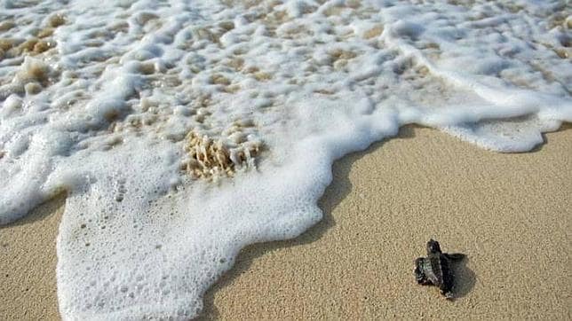 La tortuga boba, Caretta caretta, se encuentra amenazada a escala mundial