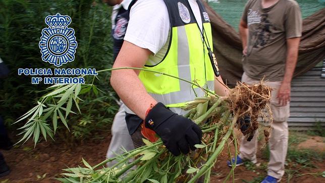 IU pide en el Congreso la legalización de la marihuana