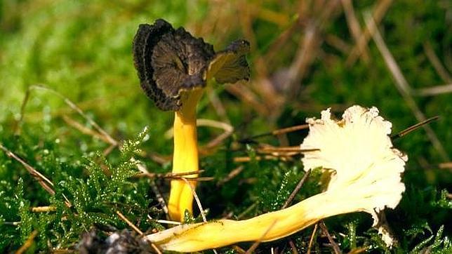 Detalle de un Camagroc