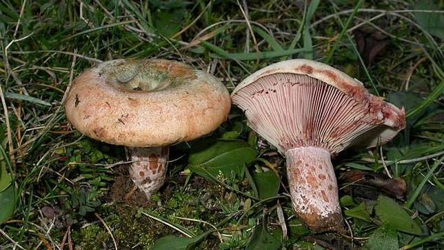 Detalle de dos rovellons