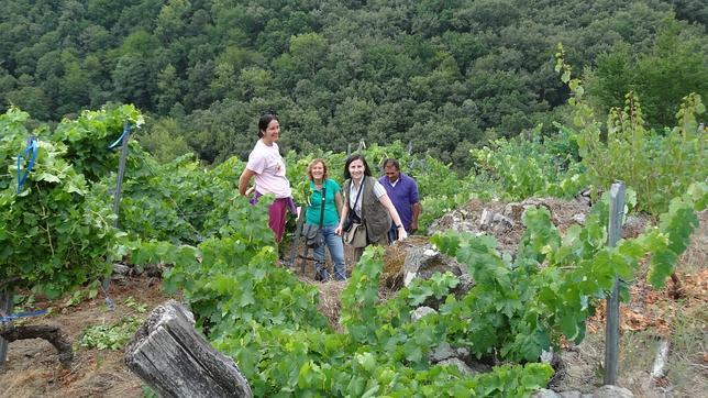 Una uva orensana planta cara al cáncer