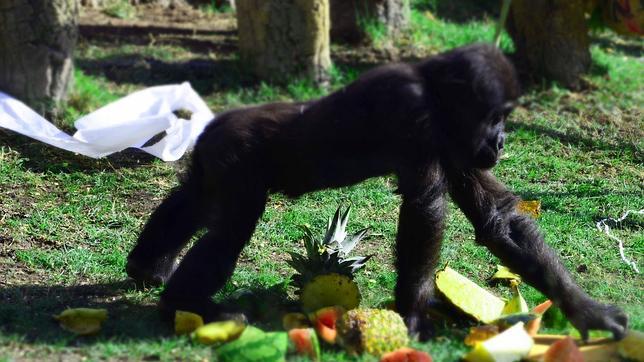 Bioparc recauda 2.000 euros para la conservación de gorilas