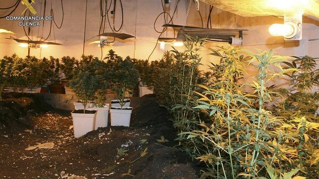 Le piden 3 años y 9 meses de cárcel por cultivar 267 plantas de marihuana