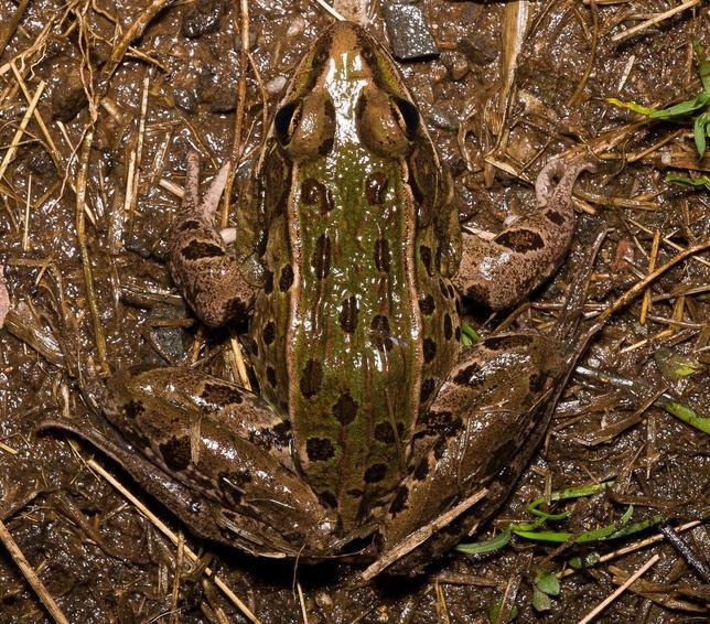 Una nueva especie de rana, descubierta en el corazón de Nueva York