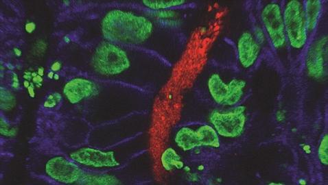Estómago fabricado en el laboratorio