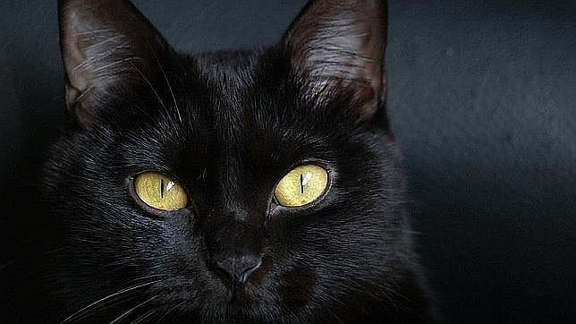 En estas fechas, los refugios de animales se solían negar a dar gatos negros en adopción
