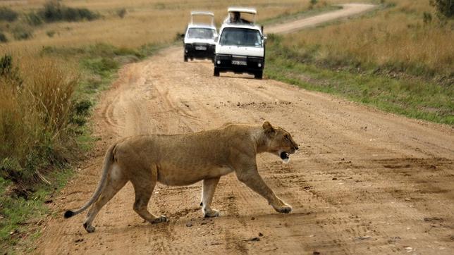 EE.UU. propone incluir al león africano en su lista de especies amenazadas