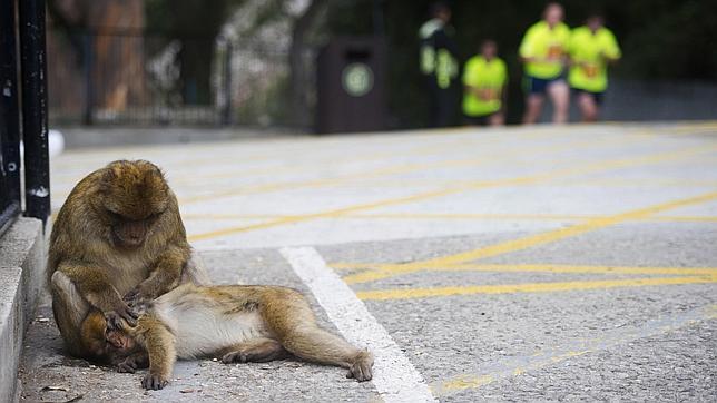 Dos de los célebres monos que habitan el peñón, durante una reciente prueba deportiva celebrada en las calles de Gibraltar