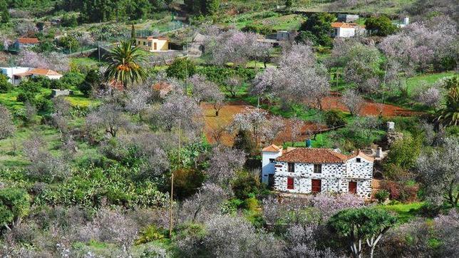 La postal única de los colores del almendro combinados con el verde