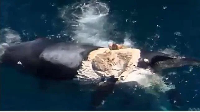 Vídeo: Un hombre salta sobre el cadáver de una ballena que estaba sirviendo de alimento a un grupo de tiburones