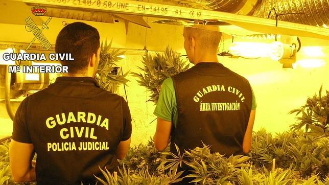 Descubren un «bosque» de marihuana con plantas de cinco metros en una vivienda