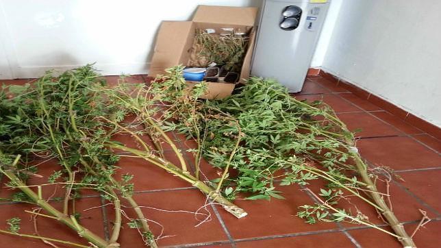 Una llamada anónima permite hallar un cultivo de marihuana