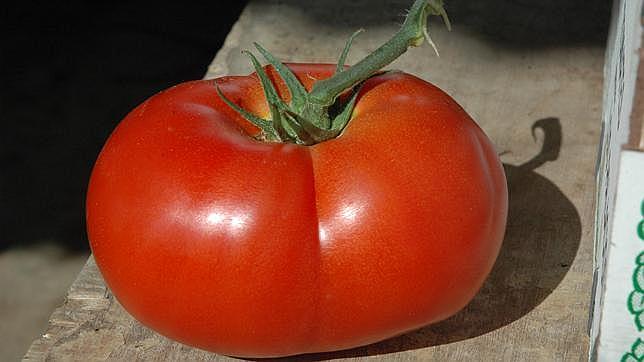 El tomate de Los Palacios se somete a análisis