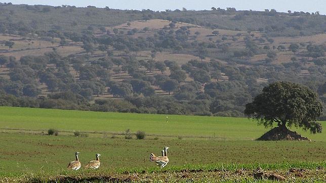Cumbre Internacional sobre las Especies Migratorias: «Los ojos del mundo están en Quito»