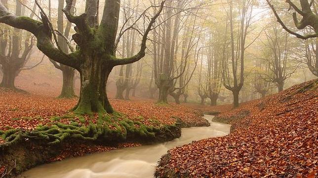 Once bosques españoles para organizar una excursión en otoño
