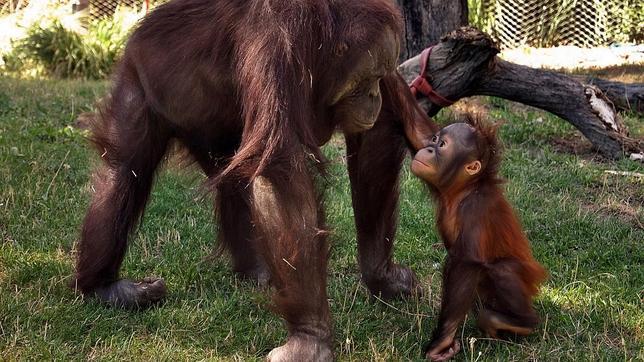 Los secretos de la familia de Dahi, el orangután del Zoo de Madrid