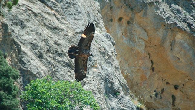 Tono sobrevuela el nido, primero en Andalucía,  en un risco del parque de Cazorla