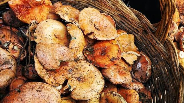 Una cesta de níscalos, recién cogidos en el bosque