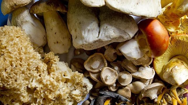 Variedad de setas en El Cisne Azul