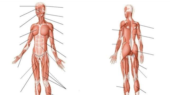 ¿Podrías localizar los siguientes músculos?
