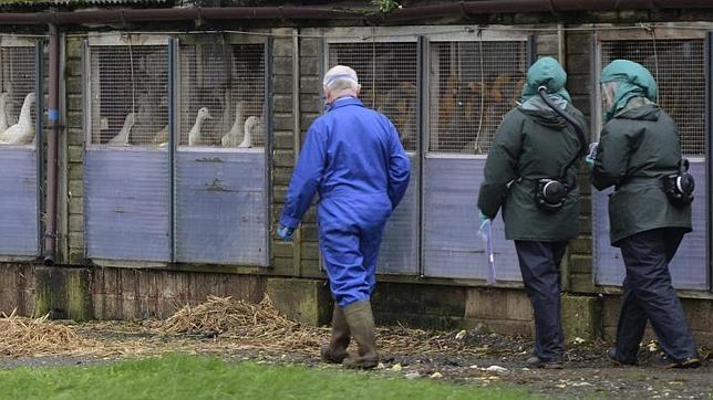 Expertos de la Comisión Europea atribuyen el brote de gripe aviar a especies migratorias