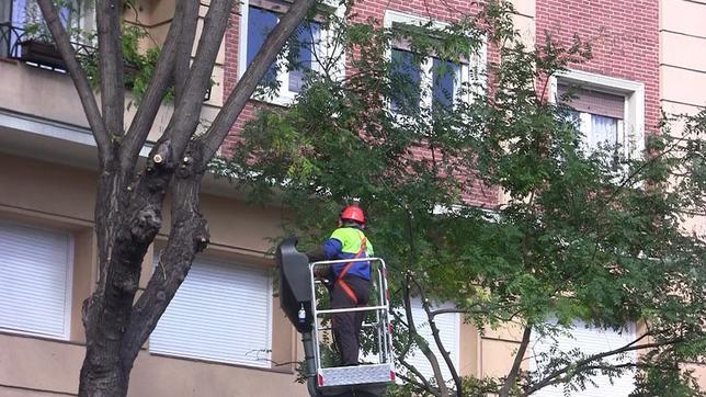 Madrid se pone al día con la poda de árboles