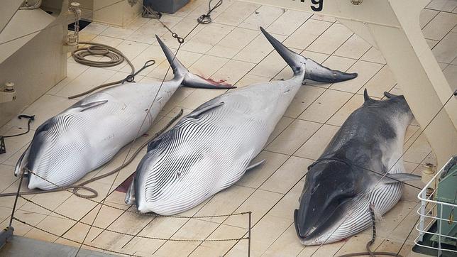 Japón confía en que la Comisión Ballenera Internacional, cuando se reuna, dé el visto bueno a su remozado plan de caza científica de ballenas