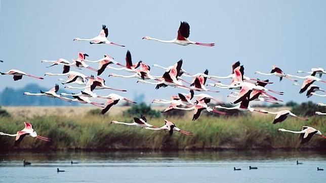 Marismas del Guadalquivir