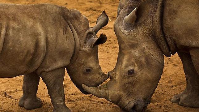 La cifra (desde el 1 de enero hasta hoy) supera la de 2013: 1.004 rinocerontes abatidos
